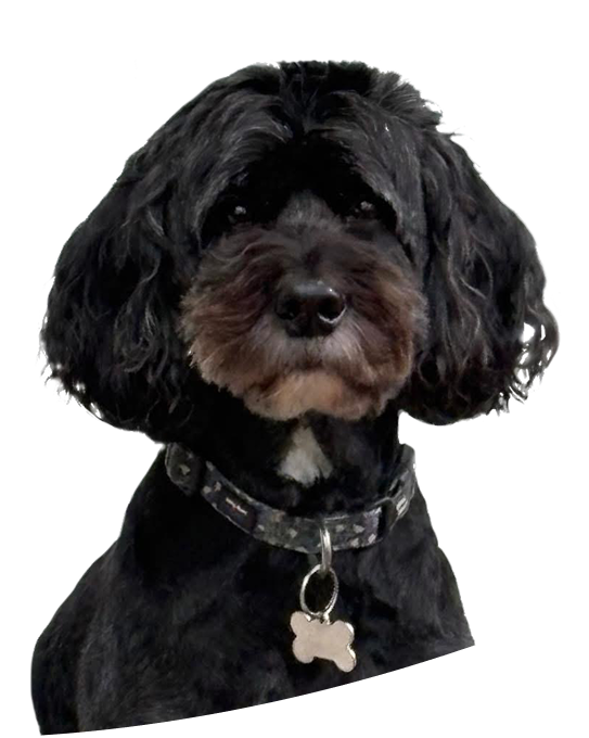 Natural Raw Pet Food Clanfield