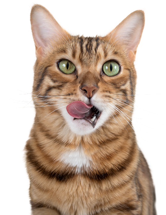 Cat Food Clanfield